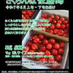 2025年産さくらんぼ先行予約受付中